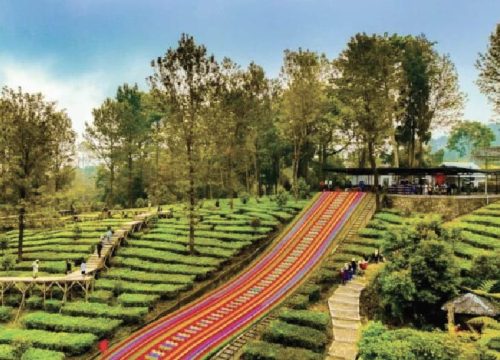 Agrowisata Gunung Mas
